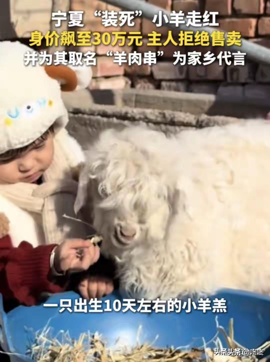 最近刷爆全网的宁夏“装死小羊”，大家还记得不？就是那只在集市上碰一下就倒地僵直、
