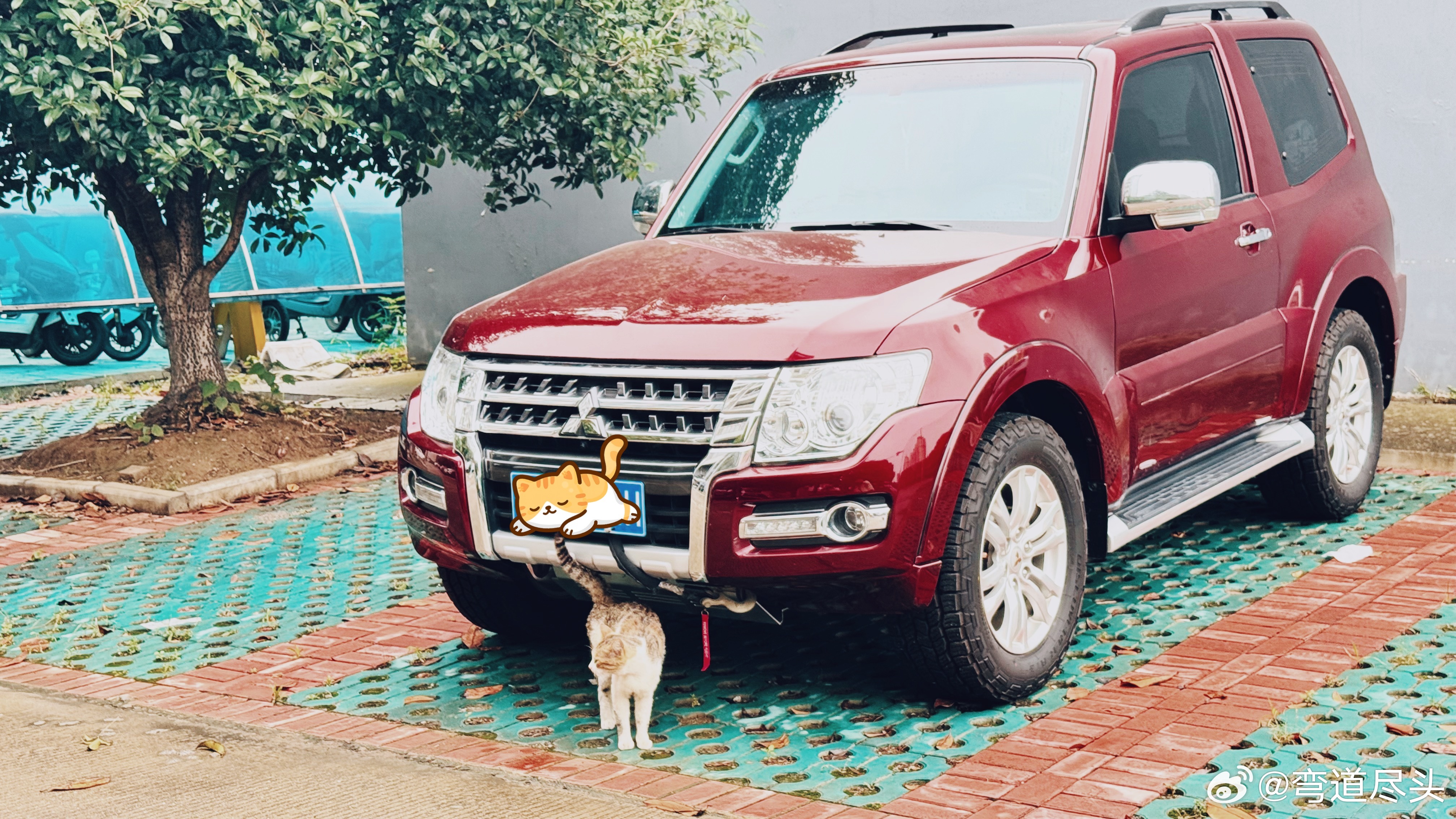 帕杰罗 谁不喜欢猫猫呢我与汽车的日常关爱流浪动物领养代替购买关爱流浪猫三菱帕杰罗