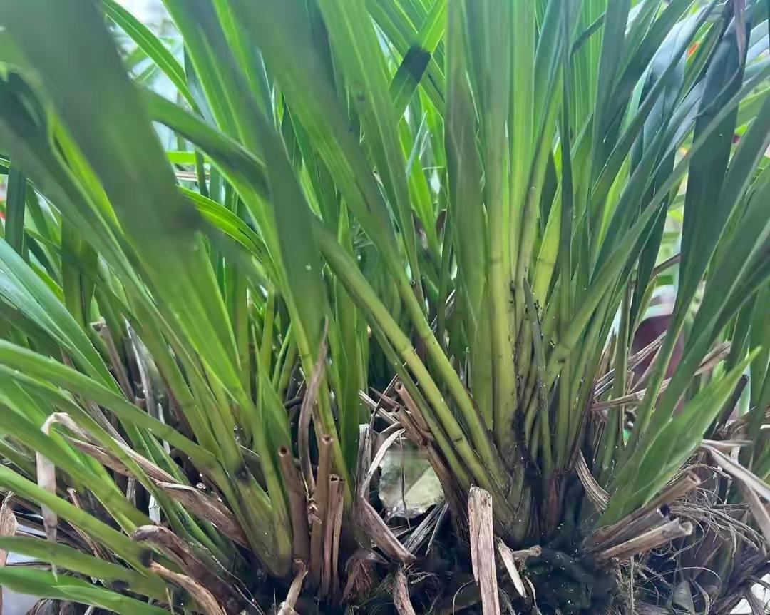 可能很多人不知道，采挖有的野生植物是违法的。一女子挖拔野兰花被发现，被查。
刚刚