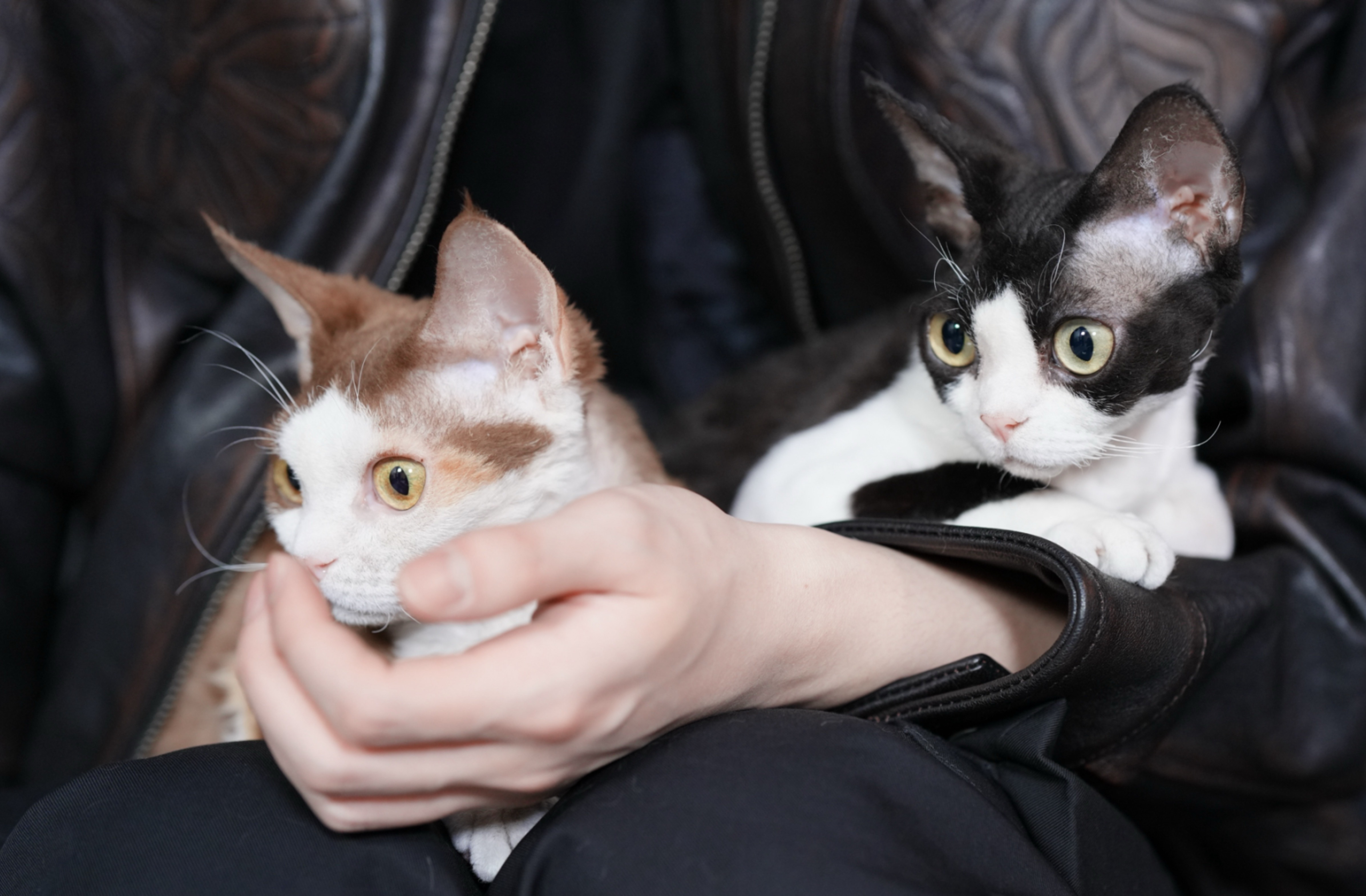 “都长大了些🐱 ×2 ”我们的来财和golden🥹 