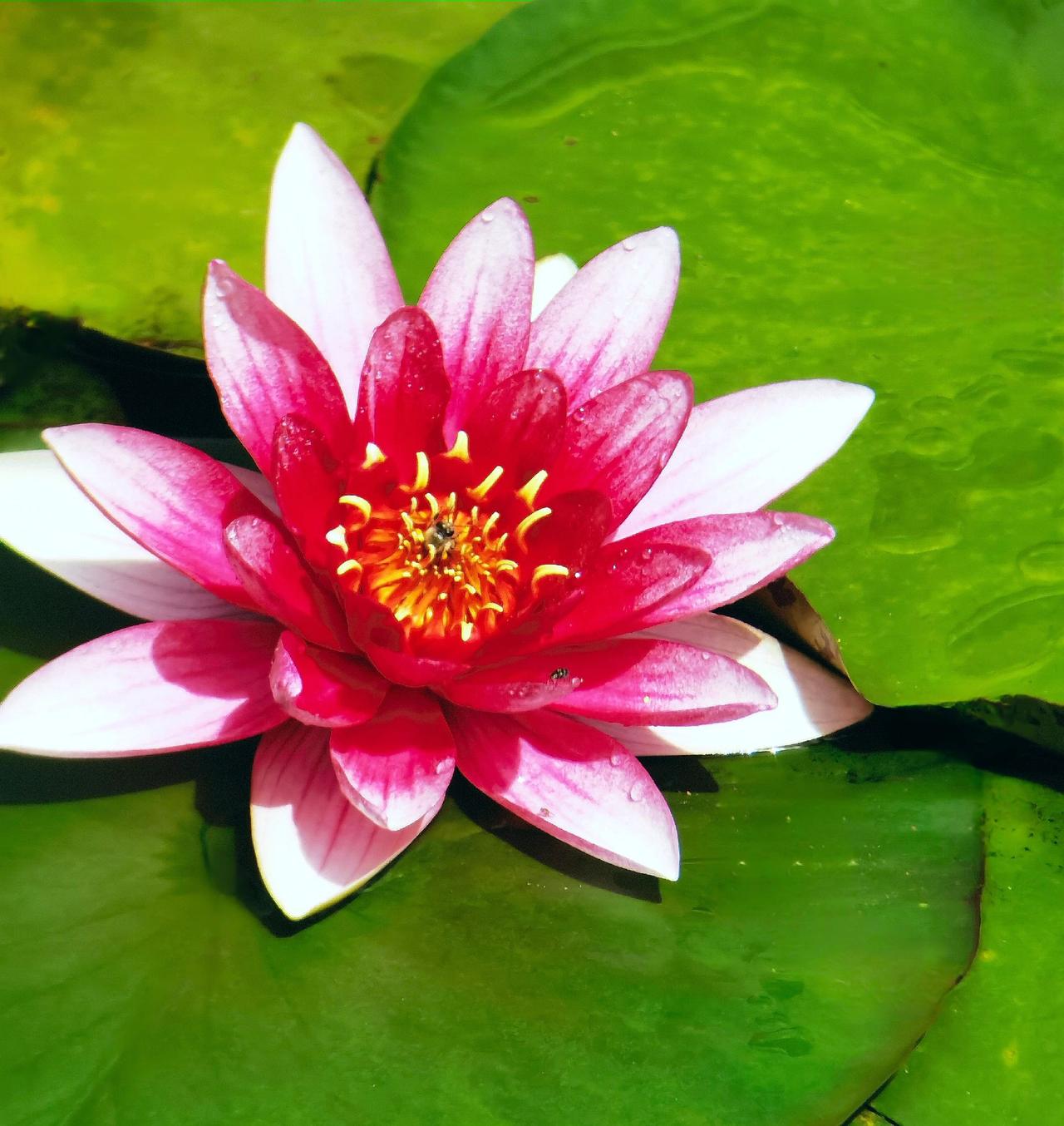 手机原创：睡莲花。我镜头下的荷花 睡莲之美 睡莲盛开如此美丽