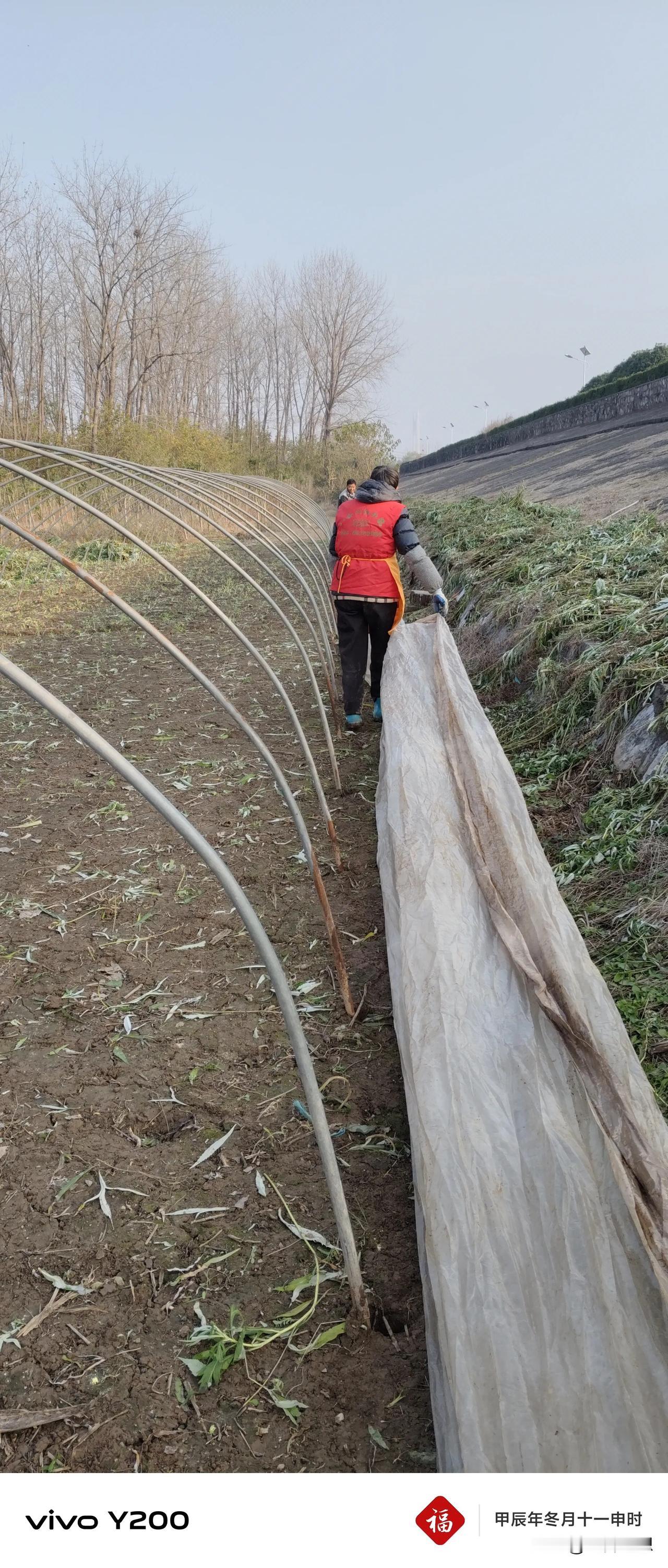 南京八卦洲70多岁的老人，一大早就去地里砍蒿杆子，因她想把大棚提前搭建好，让蒿子