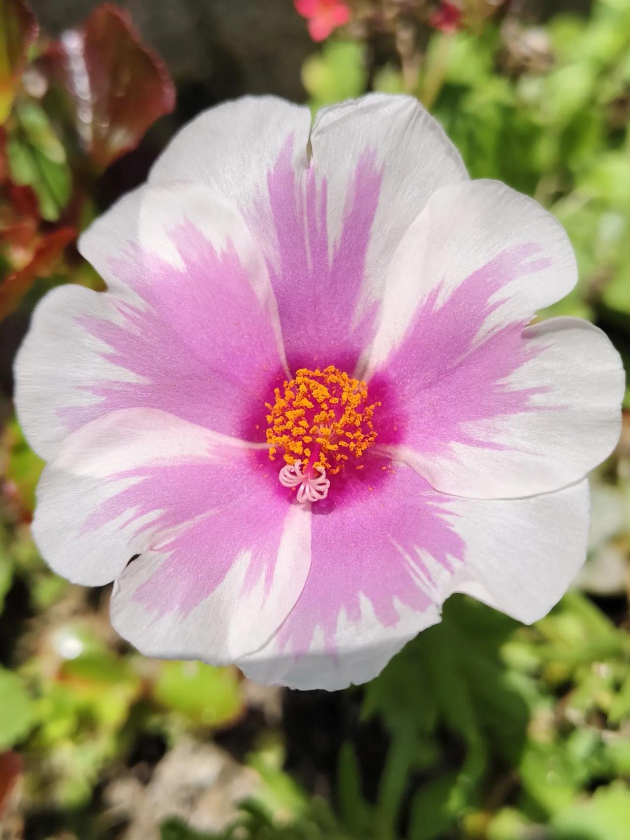 太阳花妈妈祝小狮子:身心健康！平安喜乐！太阳花朵 妈妈向日葵