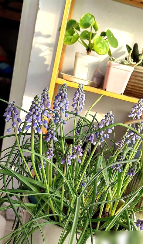 谁懂啊！看网友养的葡萄风信子我笑到拍大腿！最近有花友分享自己的葡萄风信子，叶子徒