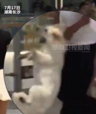 女子遛狗不牵绳，惊吓路人惨遭连环巴掌，1.26亿只宠物，日本总人口都没中国的宠物