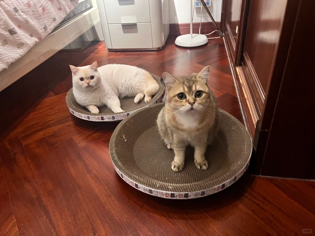 回到家咯，一猫一窝，准备过年🧨