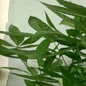 烤肉的香气充满房间，蘑菇的鲜味溢出餐盘，松软的面包映着烛光，清甜的贝肉漾出海的气