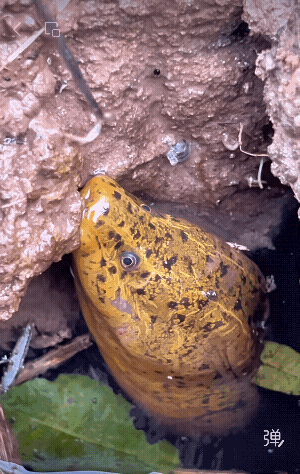 钓鳝高手，没饵也能钓上来，连个小蚯蚓都不给，也太抠了！[捂脸]