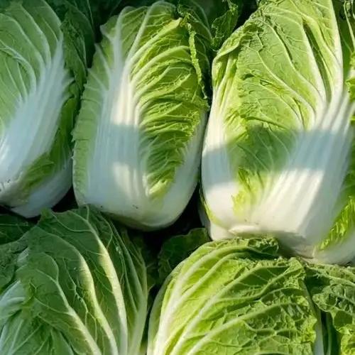 这几天白菜价格天天落，有些人坐不住了
今年的白菜卖的挺贵，刚开始二块多，现在1块