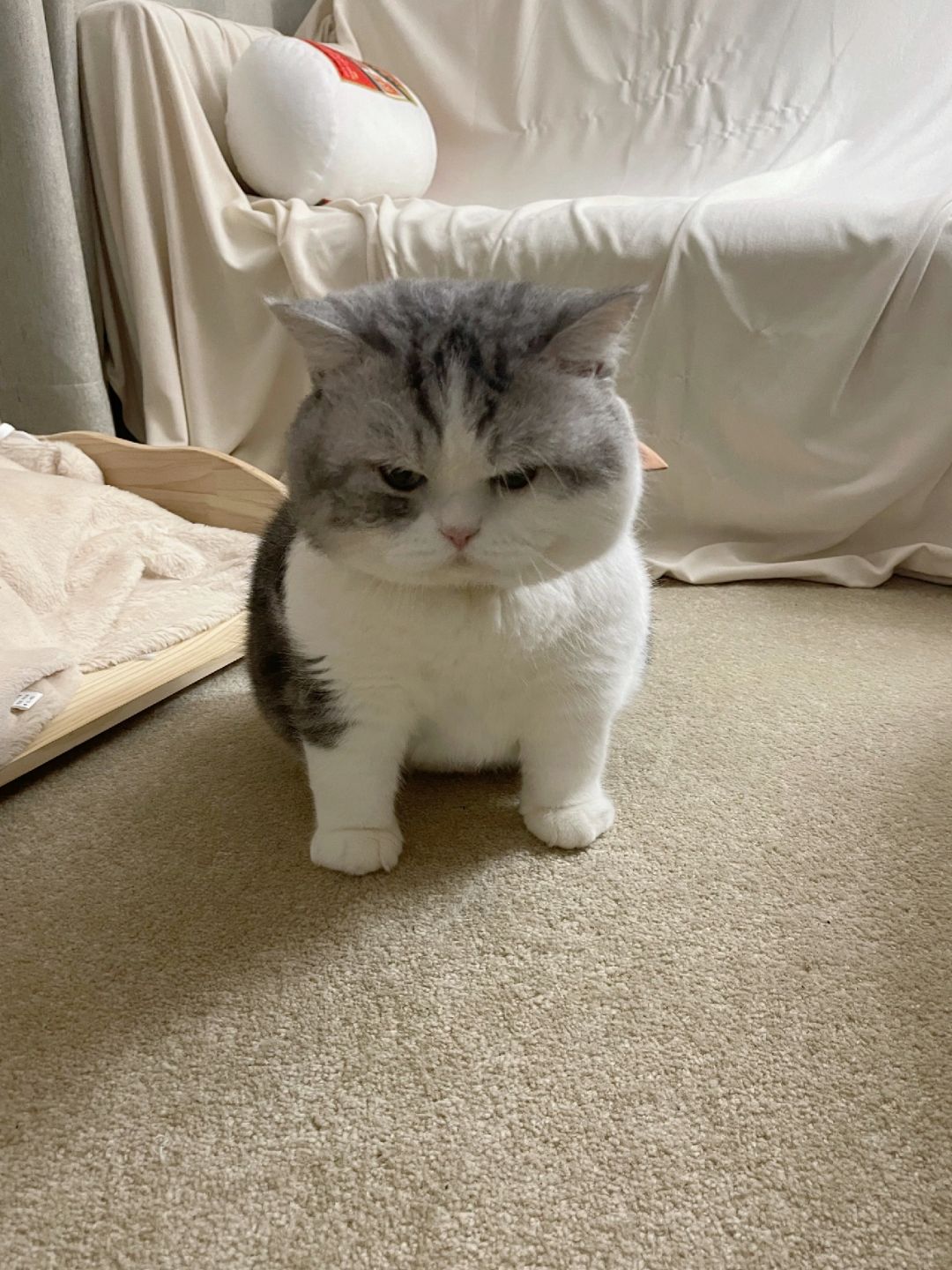 跟瘦子猫打架打输了