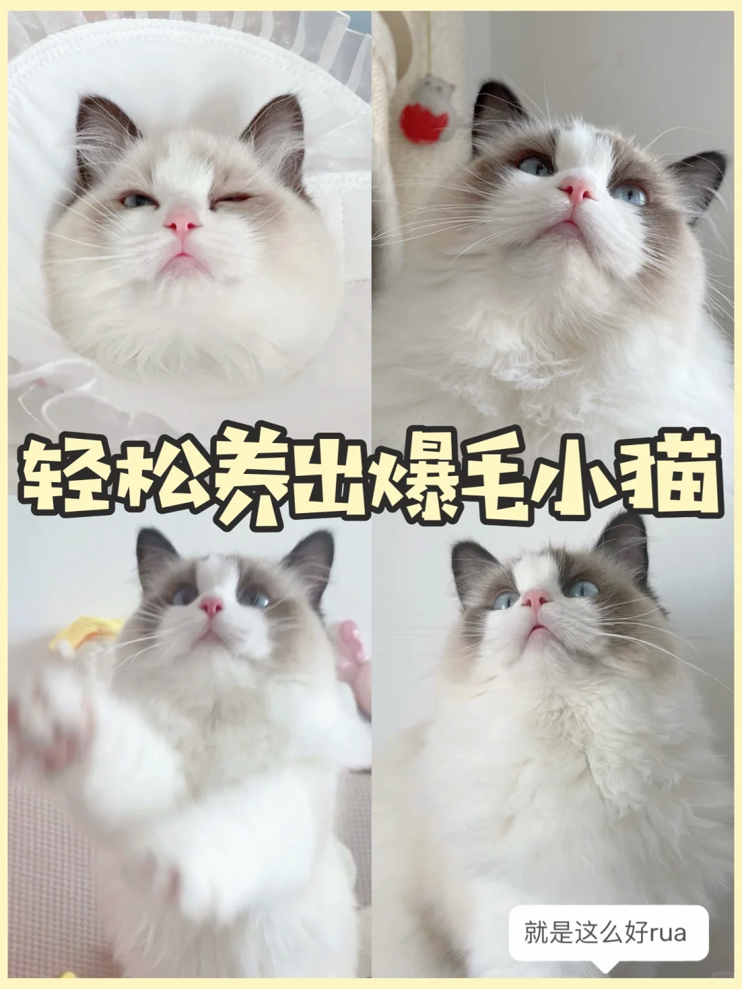 一招教你！轻松养出爆毛小猫！