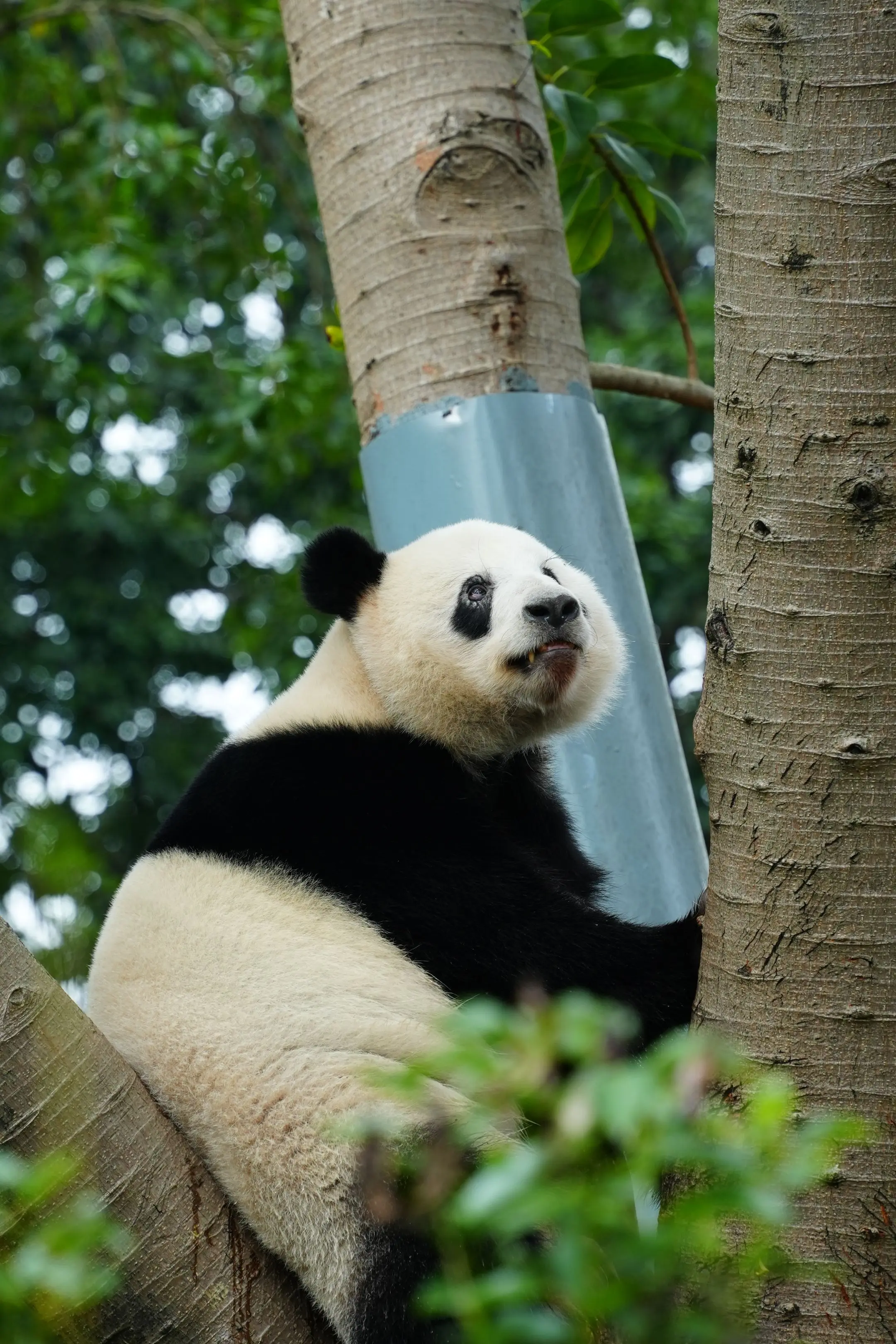 星一:如果你是我颜粉扣6，牛肉丸粉扣7，光头粉扣8，波波肠粉扣9！