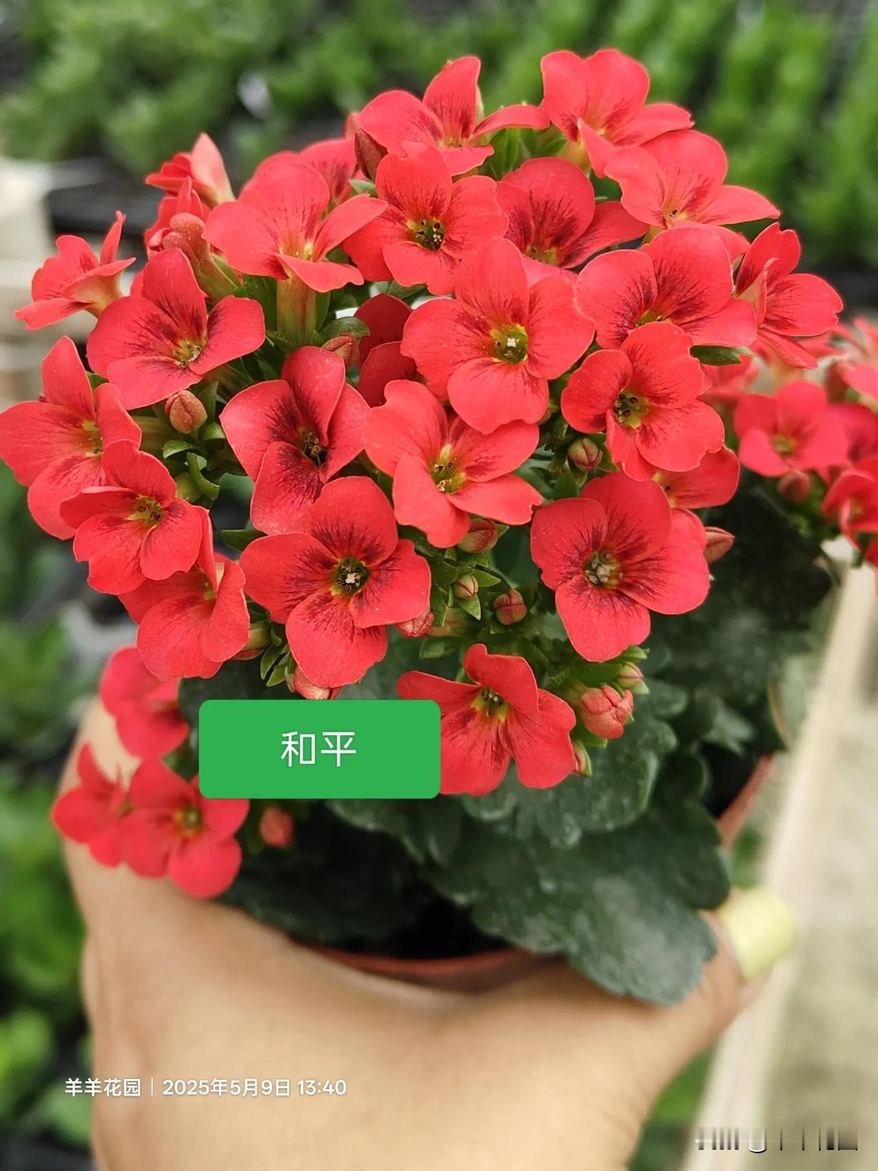 你家里养什么颜色的长寿花我的长寿花