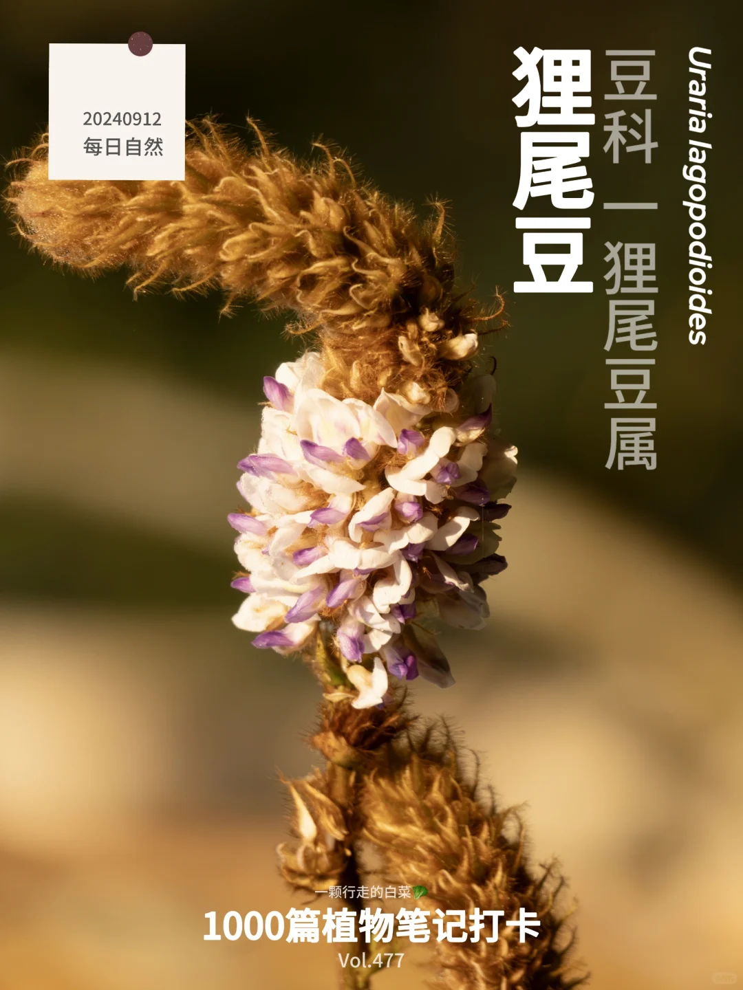 植物笔记477｜藤上的狐狸尾巴开花了