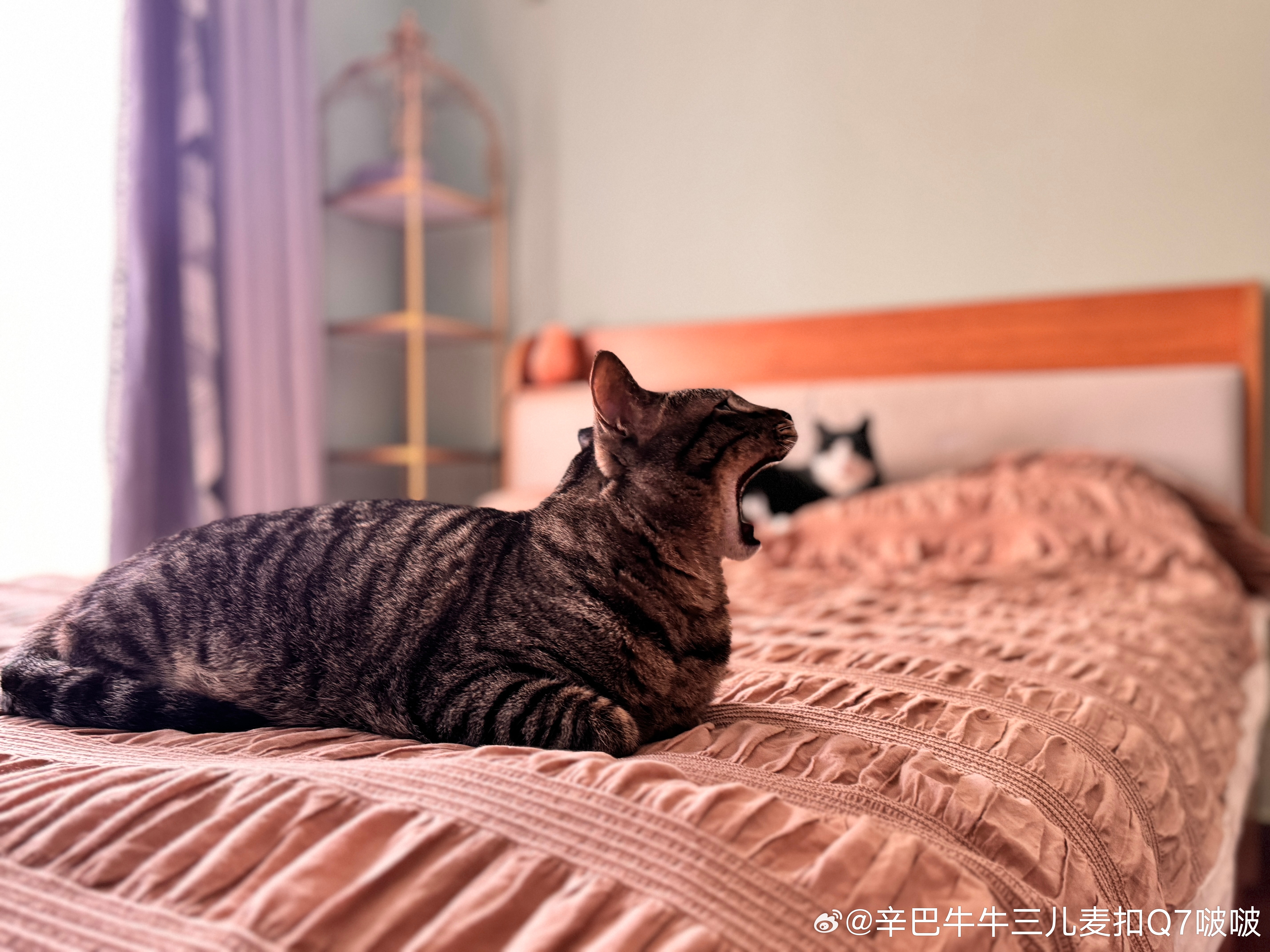 妈，看我一口吃一头牛。 