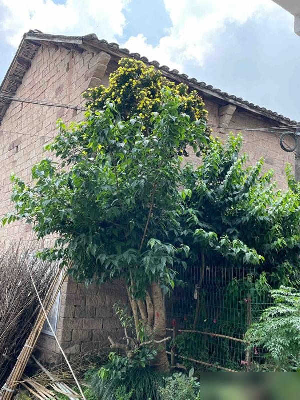 咱就是说！活这么大第一次见仙人掌能长成树啊！河南郑州有个大哥，小时候栽的一棵仙人