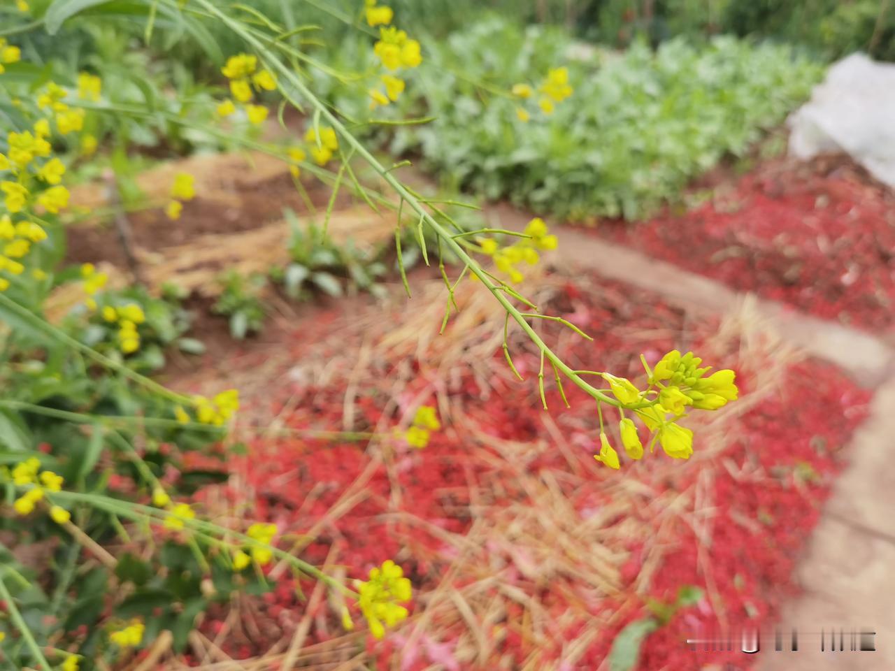 大家新年好呀，有没有同感，过年只想多吃点青菜[呲牙]