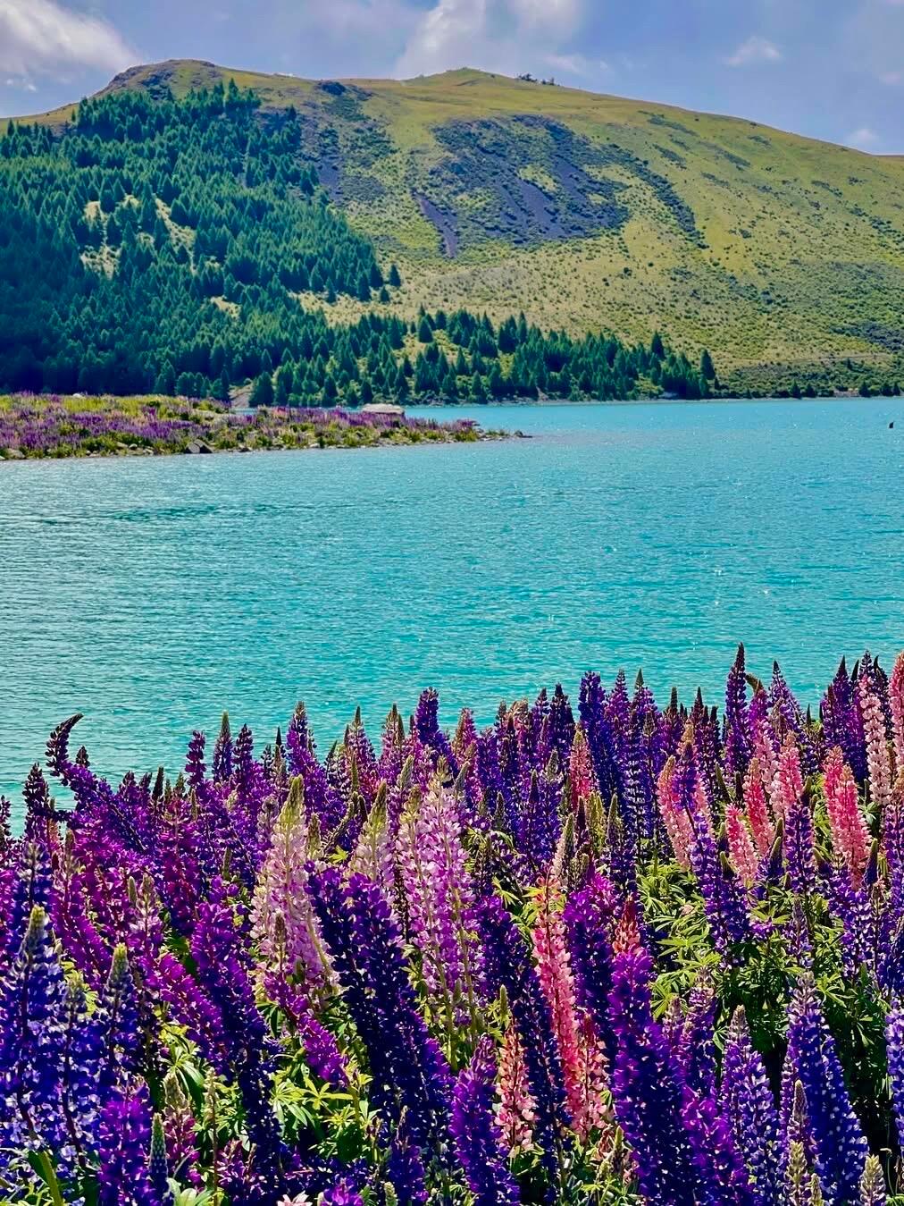 接下来的新西兰将会是这个样子的如果你错过了新西兰9月的樱花、10月的蓝花楹，就千