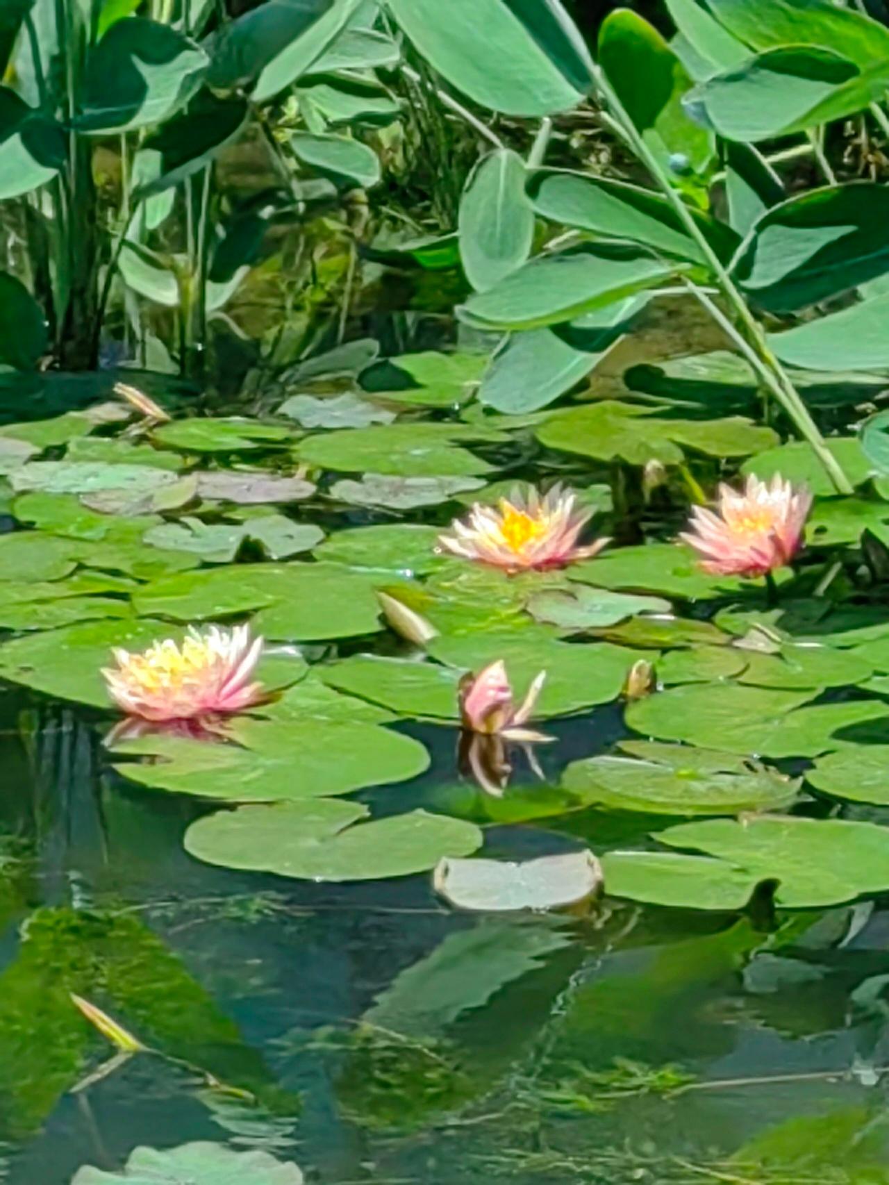 手机记录花的美