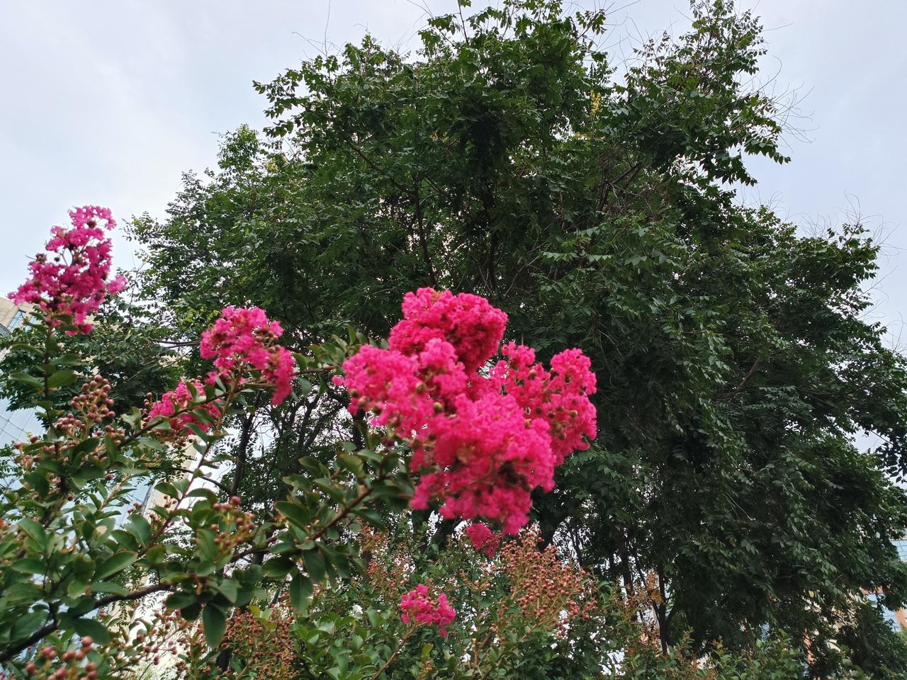朵朵云朵悠然飘浮于天际，路上行人缓缓漫步、笑语闲谈，繁花依旧肆意绽放。我驻足其间