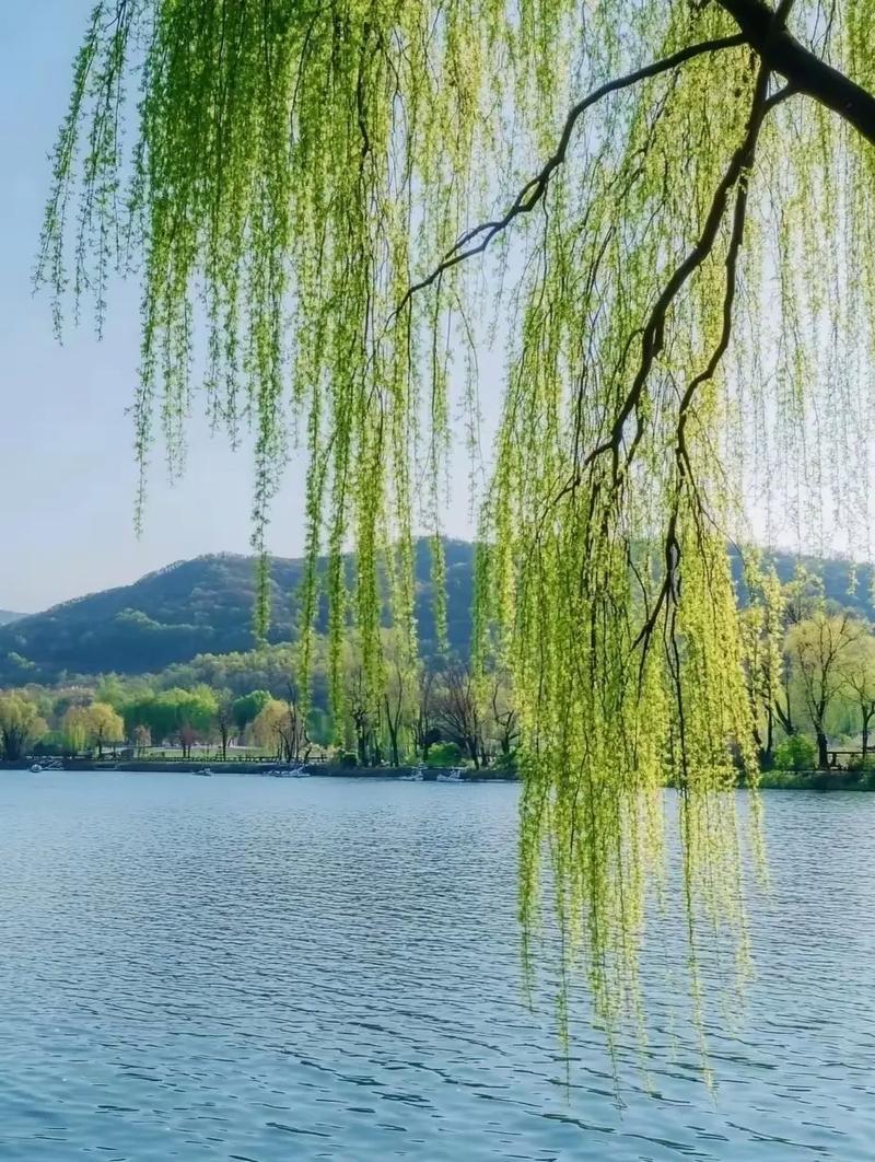 诉衷情令 · 北魏温馨

春风拂柳万山青。草原渐繁荣。亲朋挚友相约，聚首慢娉婷。