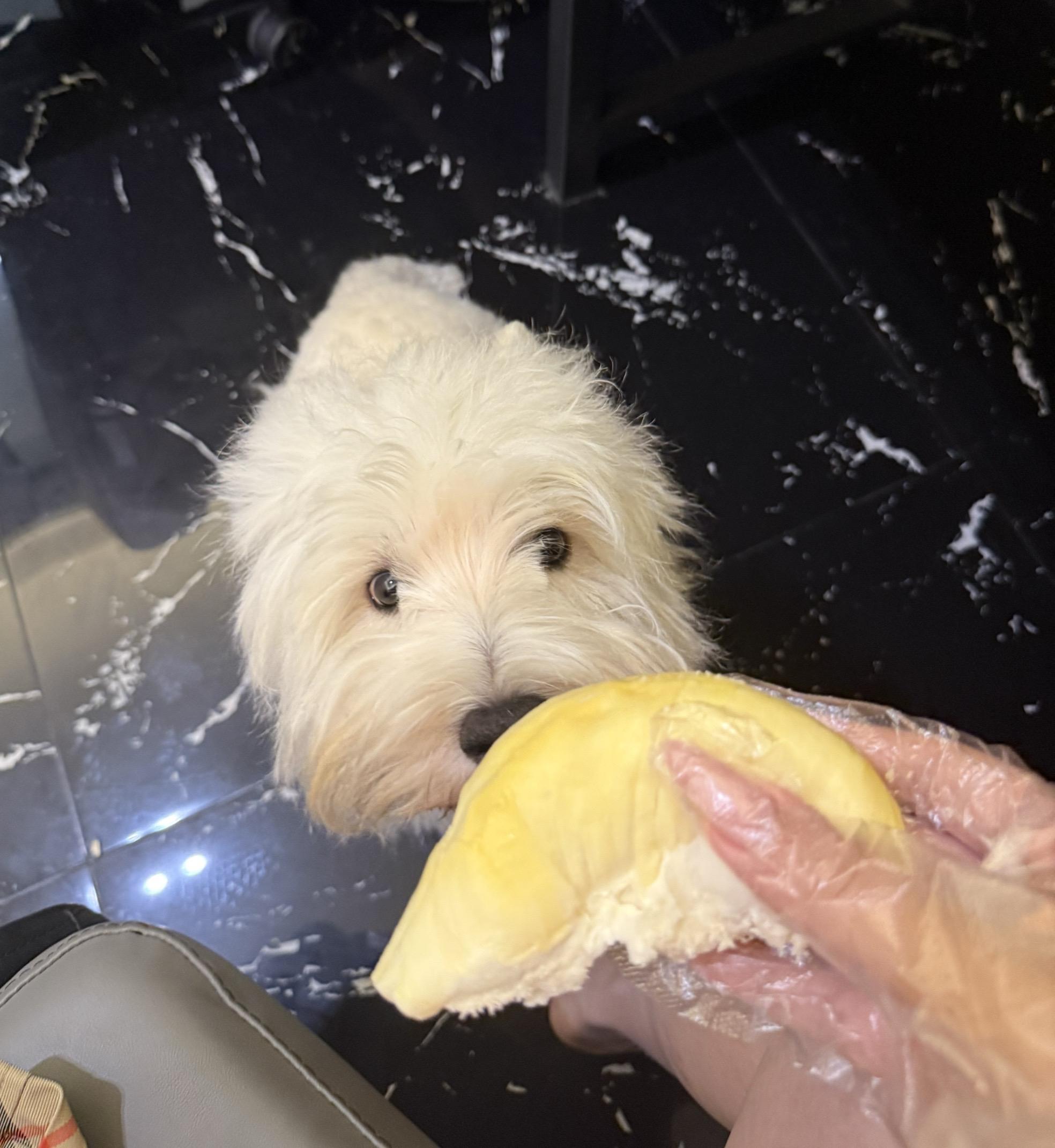 萌萌的小狗有脾气