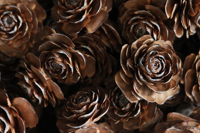 女子上山竟有神秘邂逅！2025年12月25日，一女子采药迷路，在枯松根旁发现了形