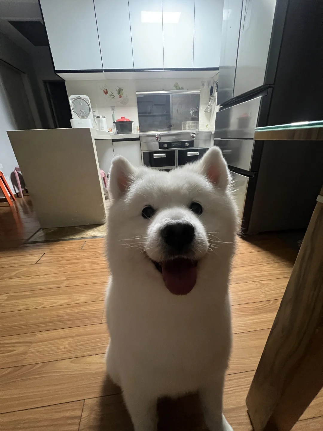 小狗乖乖