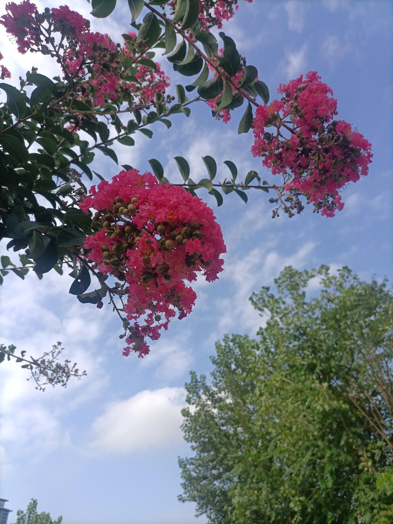 【夏之韵·寻找美好，相遇美好】夏日生活打卡季
早上的空气是那么的清新，
早上的花