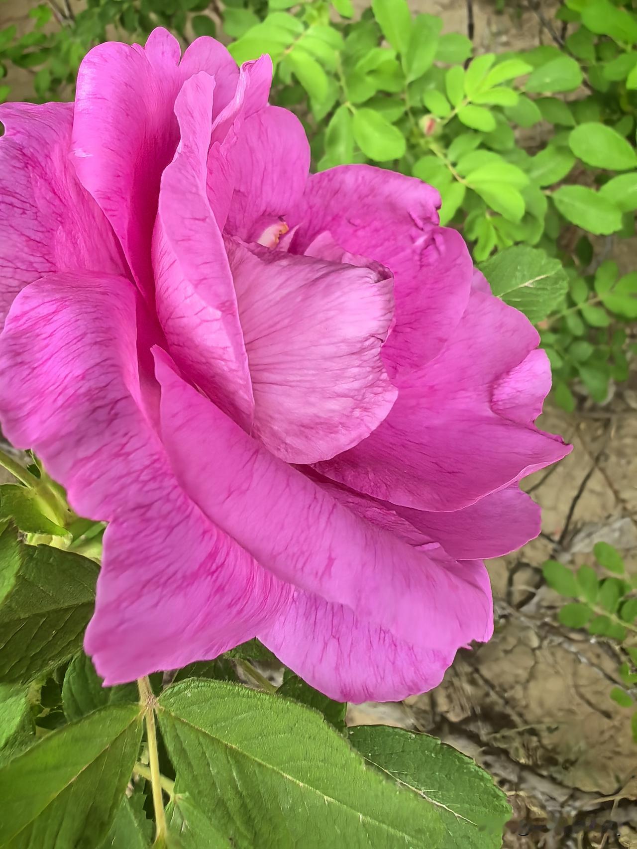 小区里紫色的玫瑰花陆续开放了！