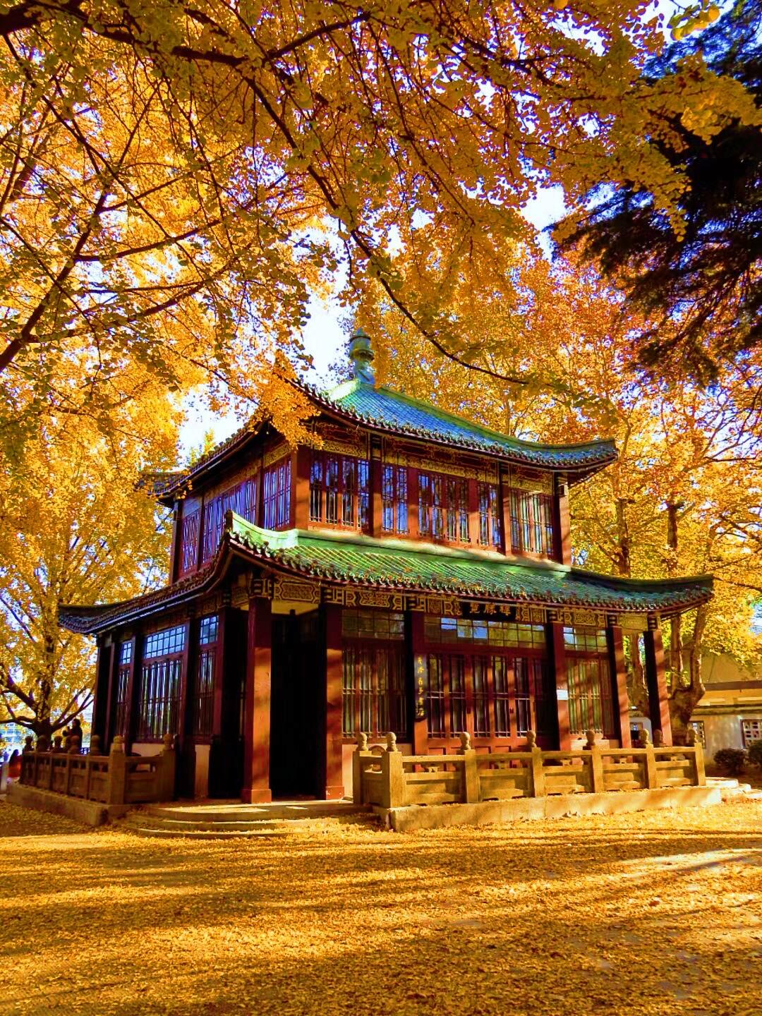 美哭😭你一定也很期待南京的秋天吧…