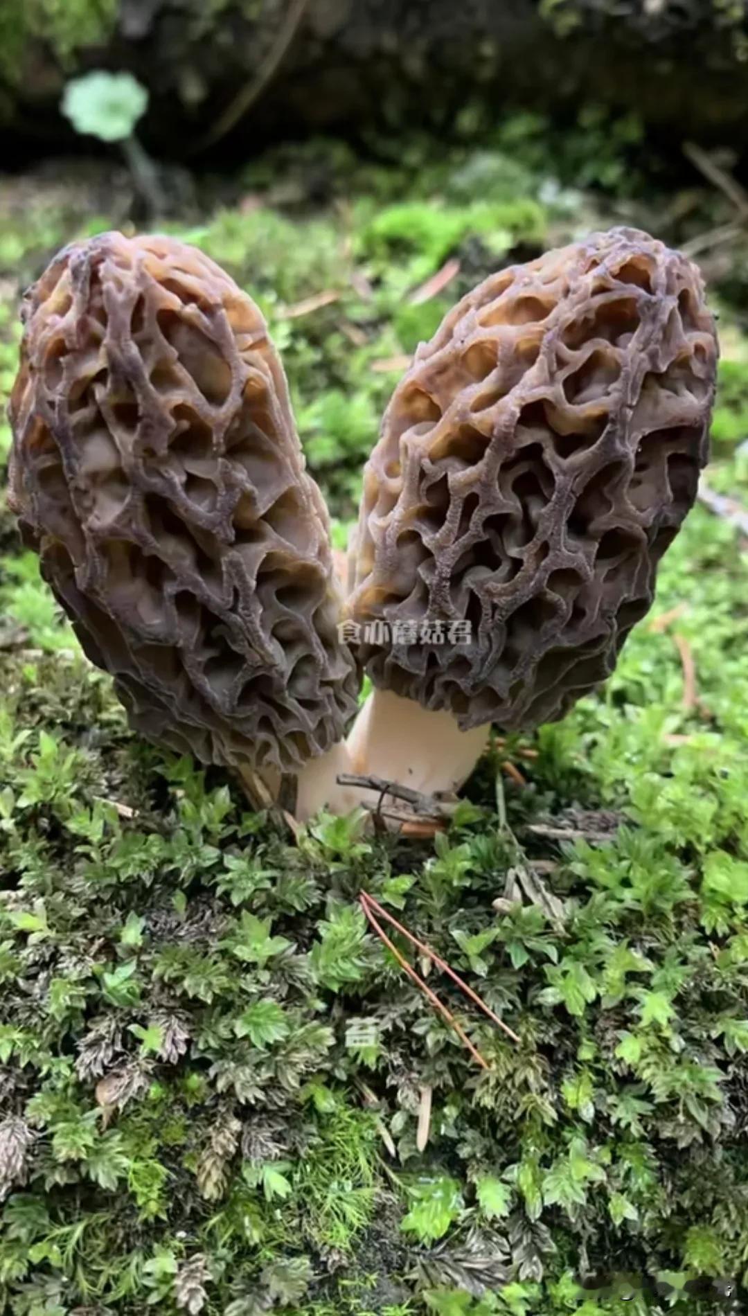 春天在哪里啊