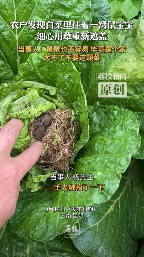 “解释不清了！”9月13日，云南昆明，一男子在自家菜地里打农药，发现一棵白菜中间
