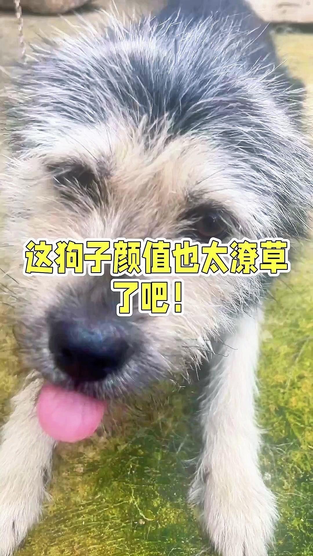 他们都说这狗丑，我重新审视，发现它长得确实潦草，你们见过这么潦草的狗吗？

你个