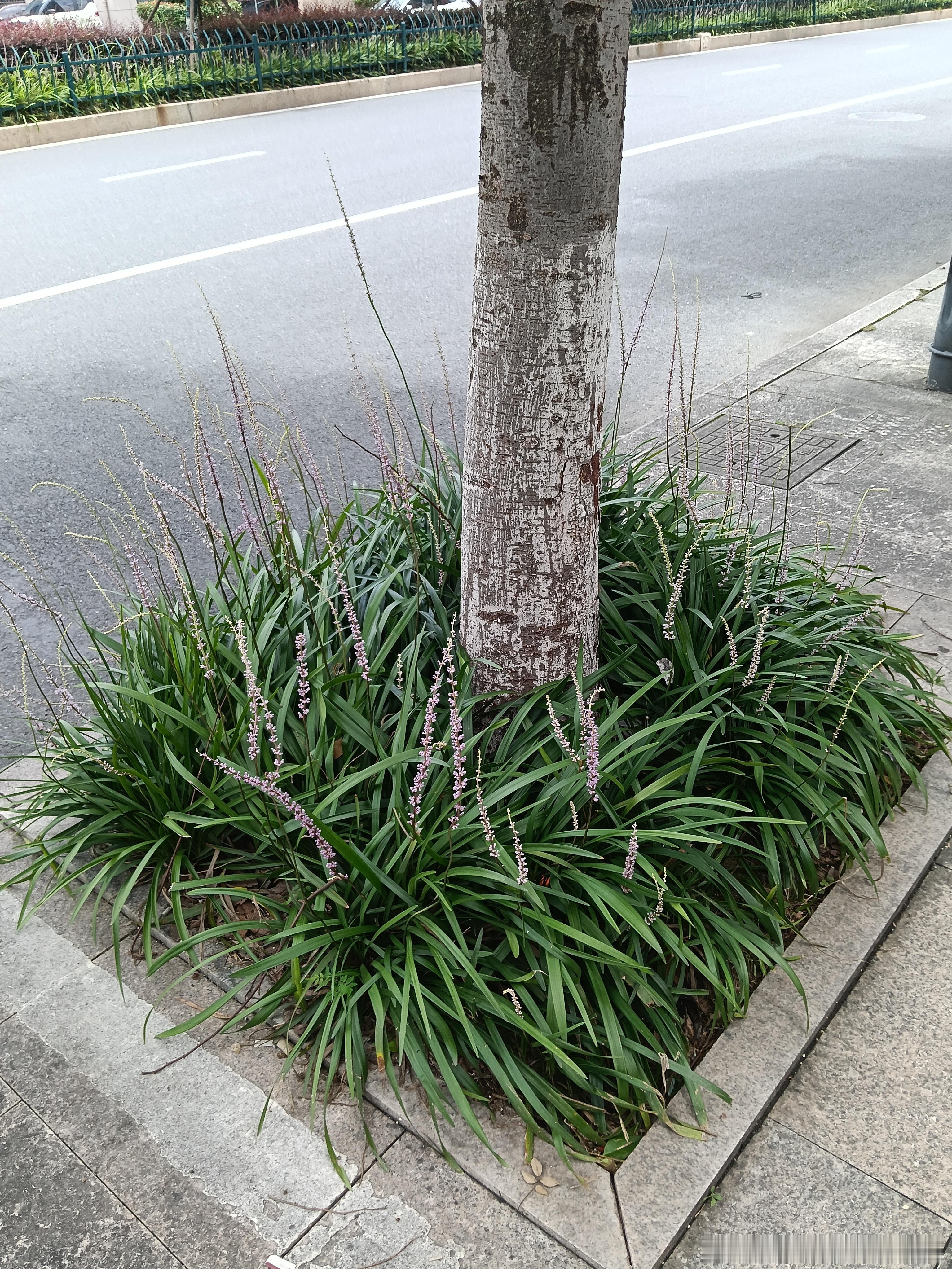 这薰衣草好漂亮哦！ 
