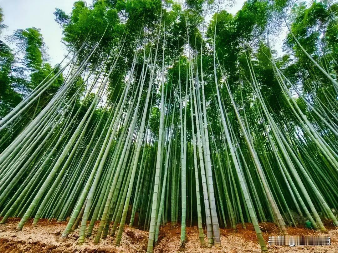 冬日生活打卡季竹海