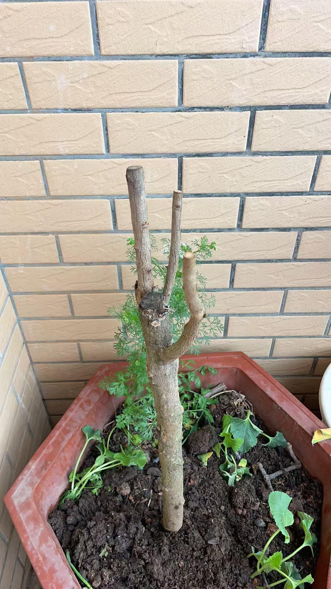 这是一位粉丝在北方种植的软籽石榴树，原因是天气冷没有保护好，所以今年从新种了一棵