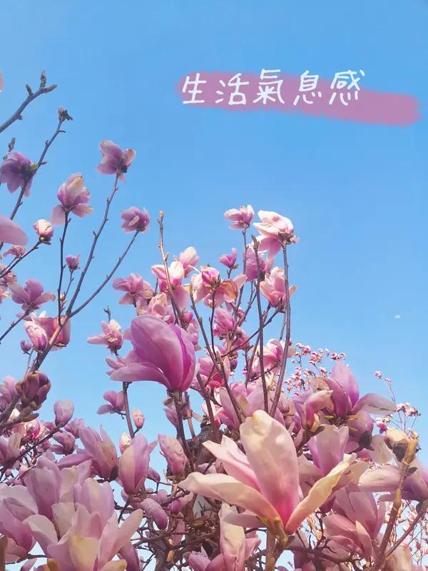 春日生活打卡季 春日真是个让人沉醉的季节！文徵明的《春日》就把春日之美展现得淋漓