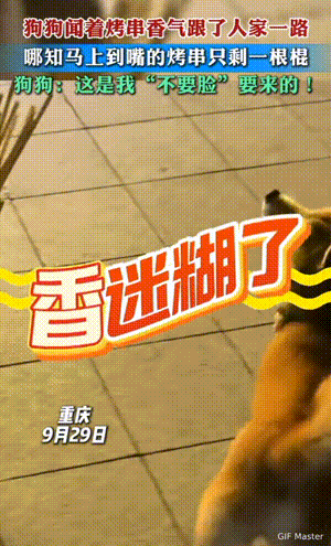 万物皆有灵性！重庆，晚上主人带狗狗下楼遛弯，吃嘴的狗狗看到一男子买了一兜子烤肉串