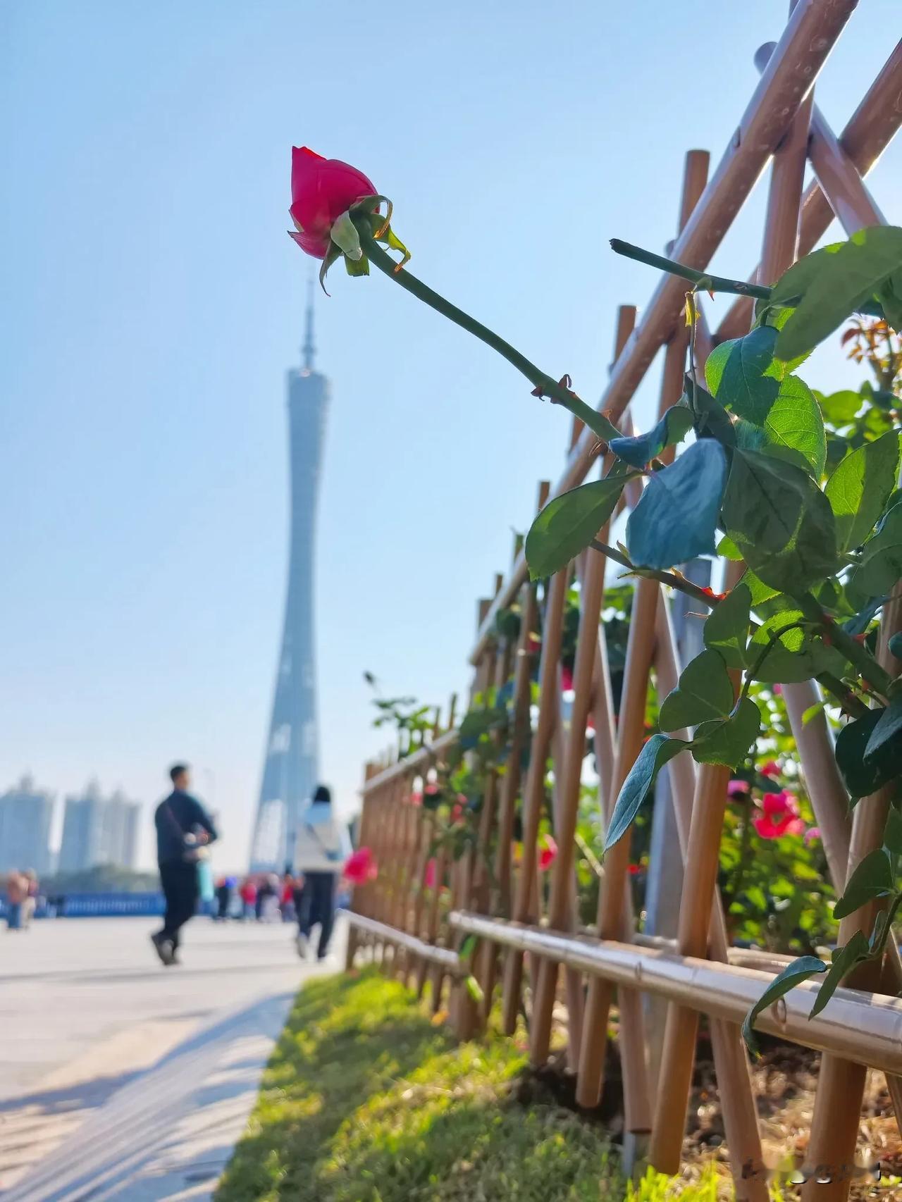 分享一下你拍摄的花“一枝独秀”