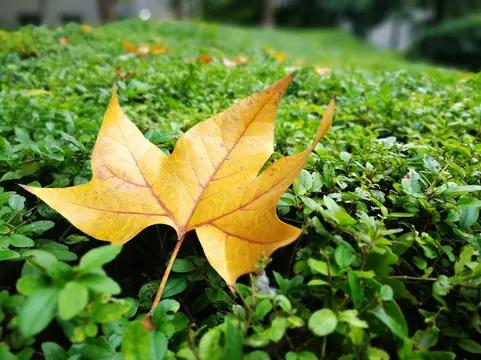 一枚黄叶，悬在空中，迟迟不肯落下（诗二首）

它的悬浮，不能称为飘零
它的流连，