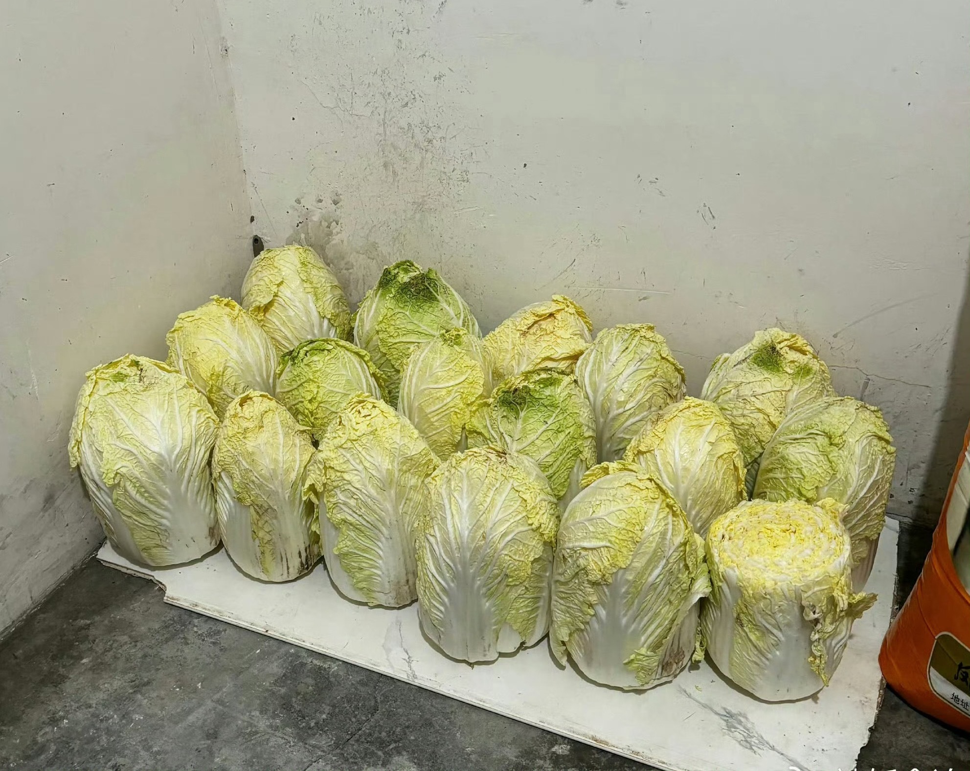 大白菜味道清甜，有一丝丝淡淡的甜味，而且富含水份，吃起来没有负担 