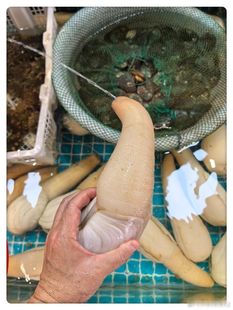 三年前来吃过的老福鼎餐厅现在上必吃榜了，看来哥们儿选餐厅的能力还成！象拔蚌两吃（