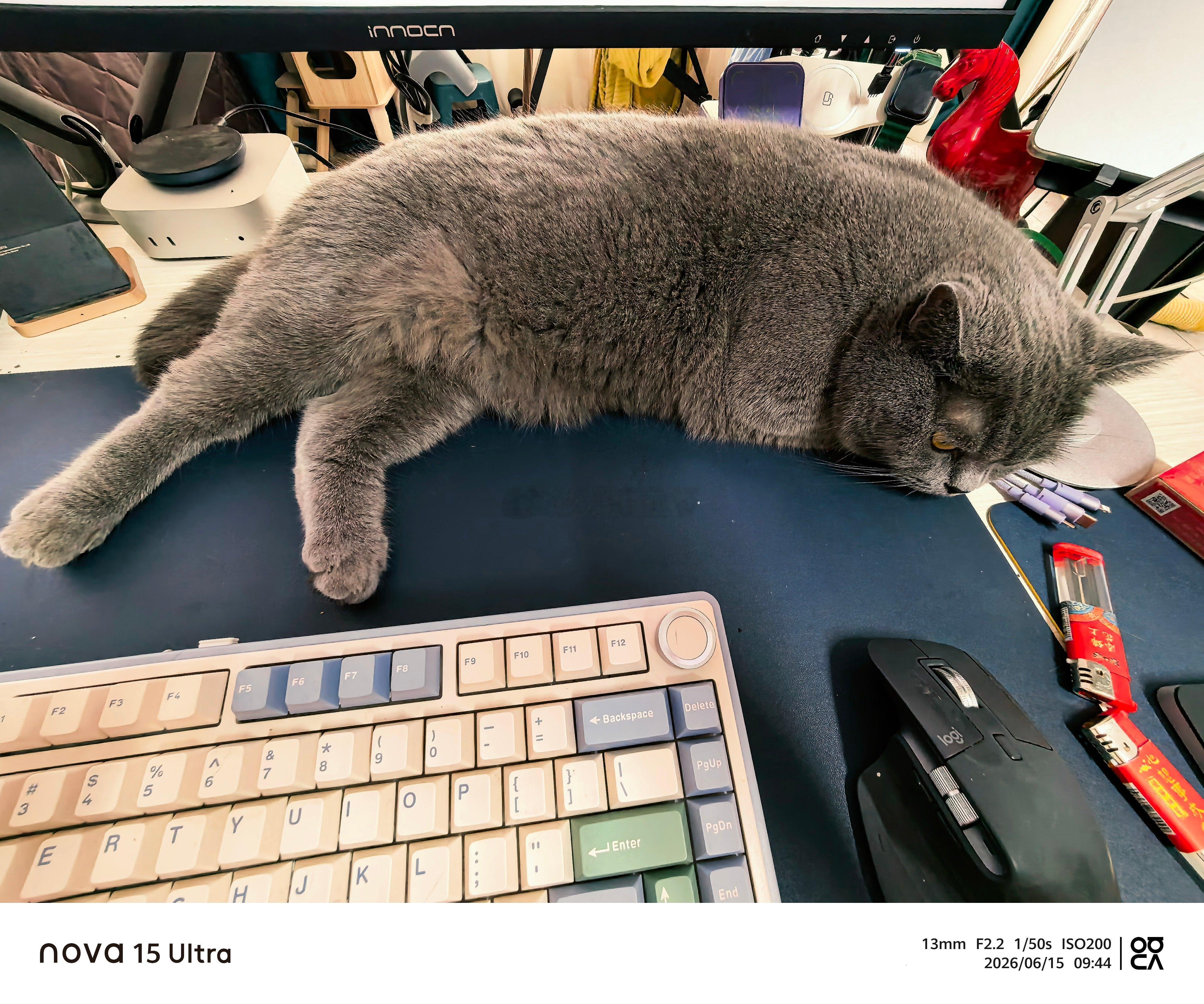 老板们早啊，鹅腿是假的，猫腿吃不吃啊