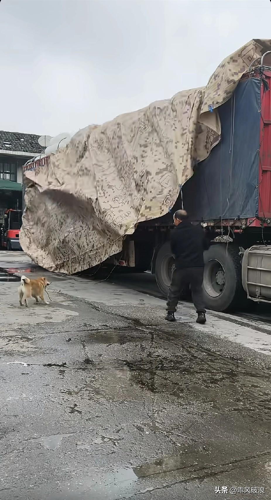 大货车司机的雨布被今天的雨打湿了，不太好卷起来打包。懂事的狗狗察觉到主人的难处，