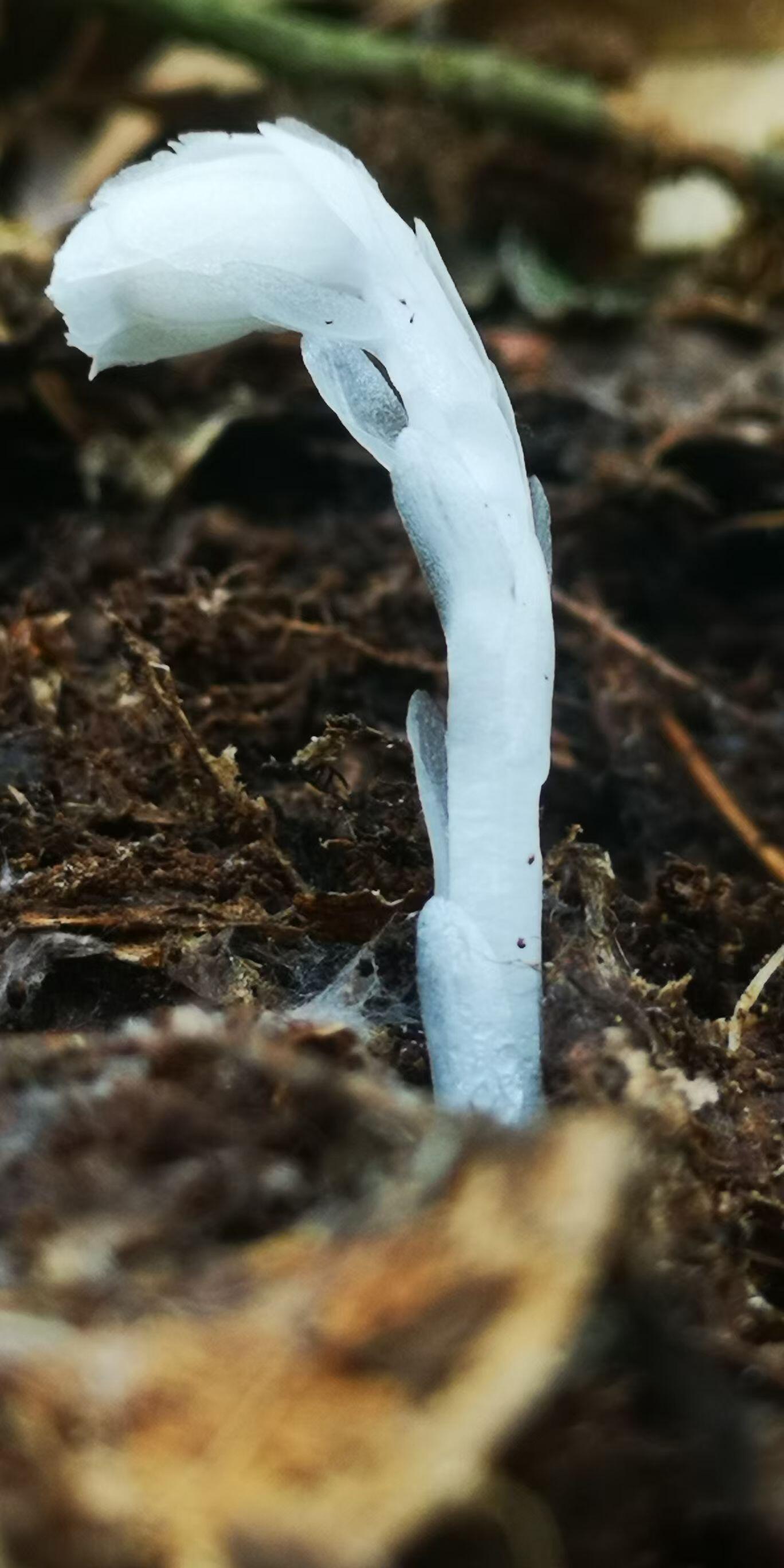 在神秘的山林间，或许你能邂逅一种仿若来自冥界的“幽灵之花”——水晶兰。这神奇的植