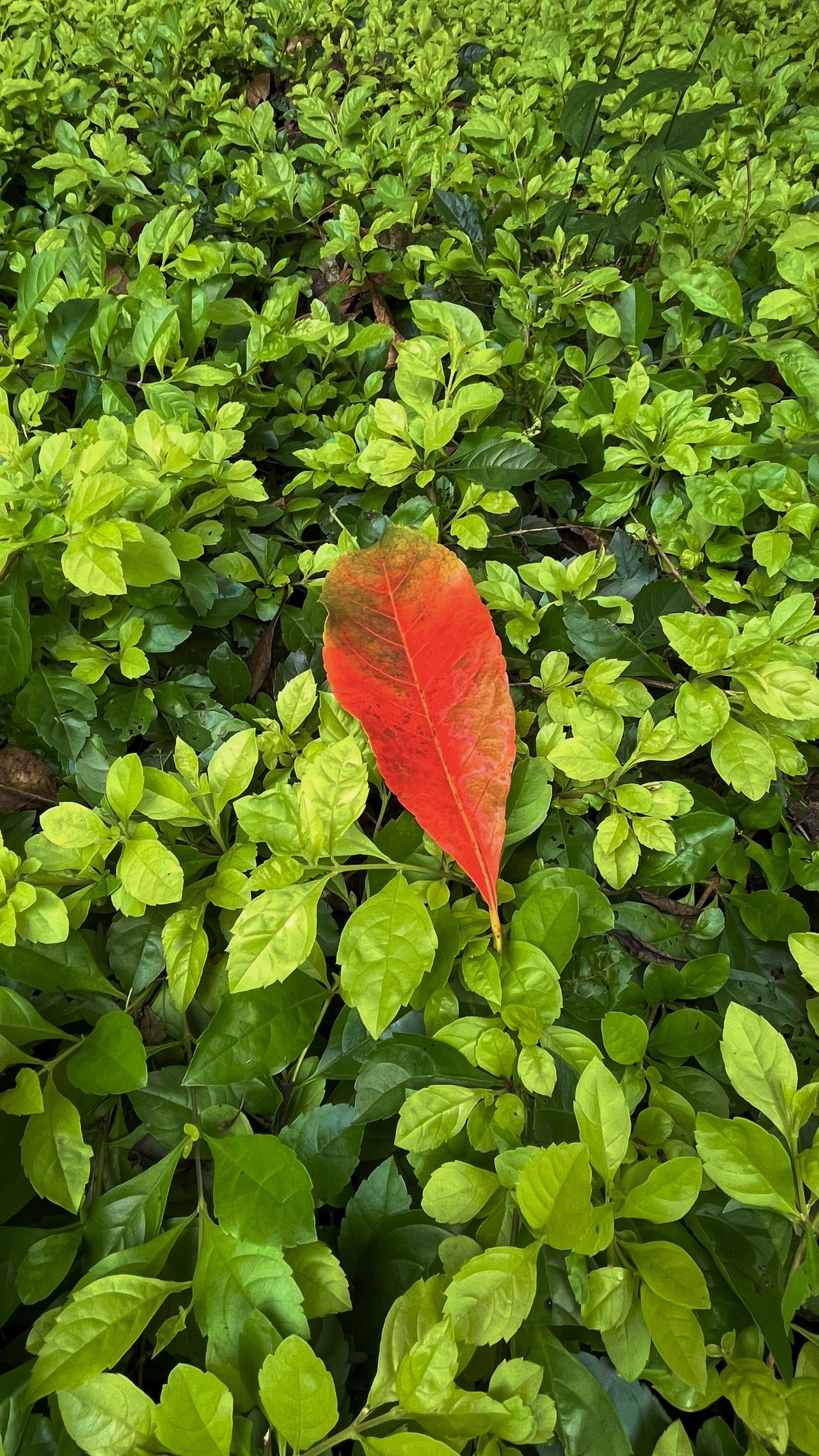 红叶映绿丛，睡姿入画来。