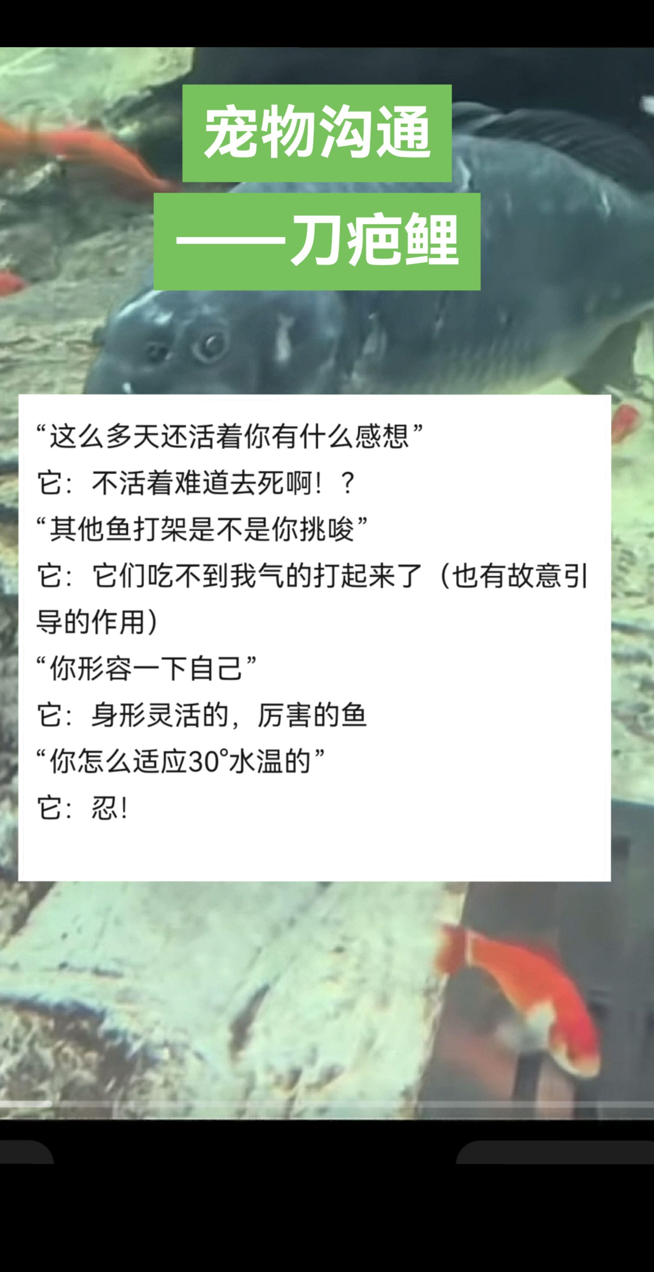 宠物沟通——刀疤鲤。