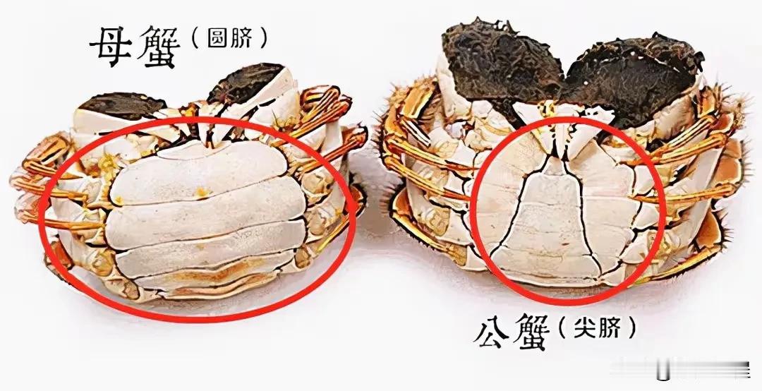 会吃螃蟹，但会选螃蟹吗。九雌十雄，十月份公蟹蟹膏丰满，好吃。肚脐盖形状偏圆的，就