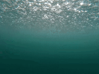 原来躲在水下真的可以躲雨...